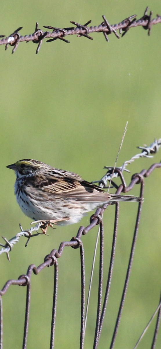 Savannah Sparrow - ML619063681