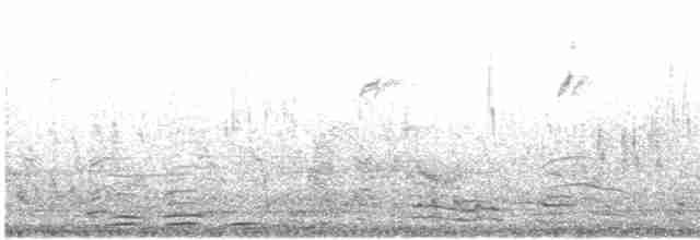 rorýs domovní [skupina affinis] - ML619063682