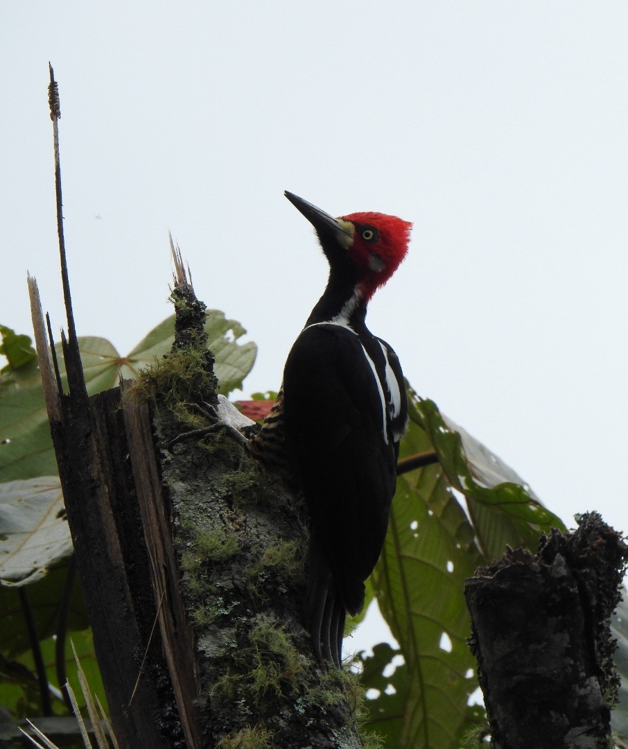 Crimson-crested Woodpecker - ML619063697