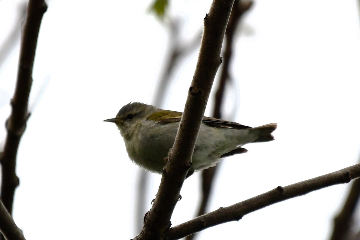 Tennessee Warbler - Winston Poon