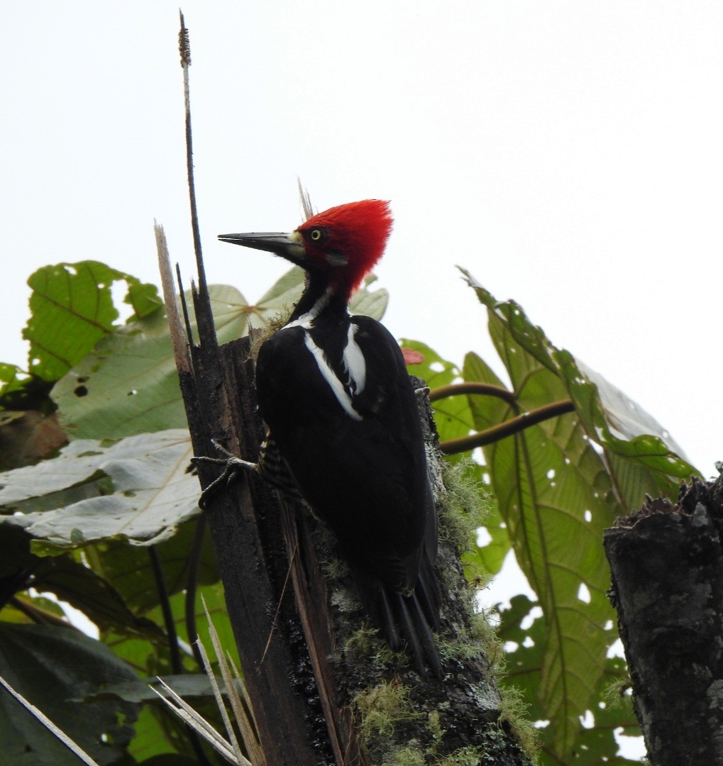 Crimson-crested Woodpecker - JOSE ITURIEL ARANGO BERMUDEZ
