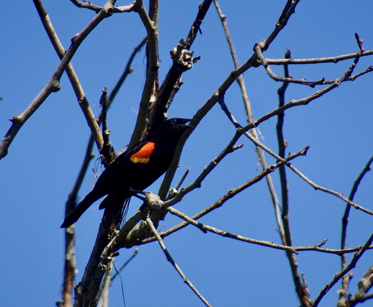 Red-winged Blackbird - Joe Sugrue