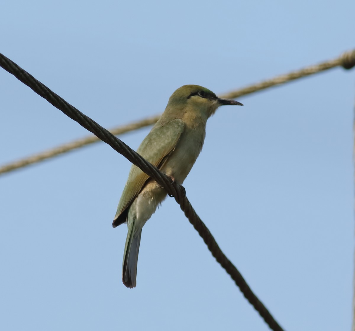 Asian Green Bee-eater - ML619063752