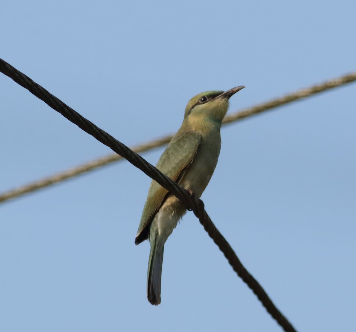 Asian Green Bee-eater - ML619063756