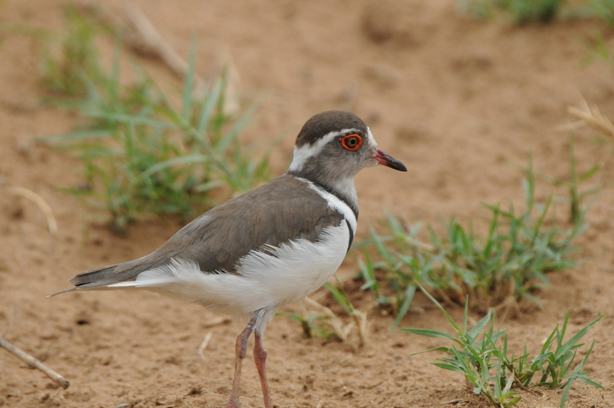 Three-banded Plover - ML619063781