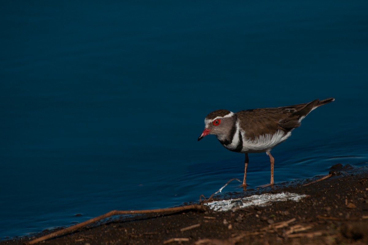 Three-banded Plover - ML619063782