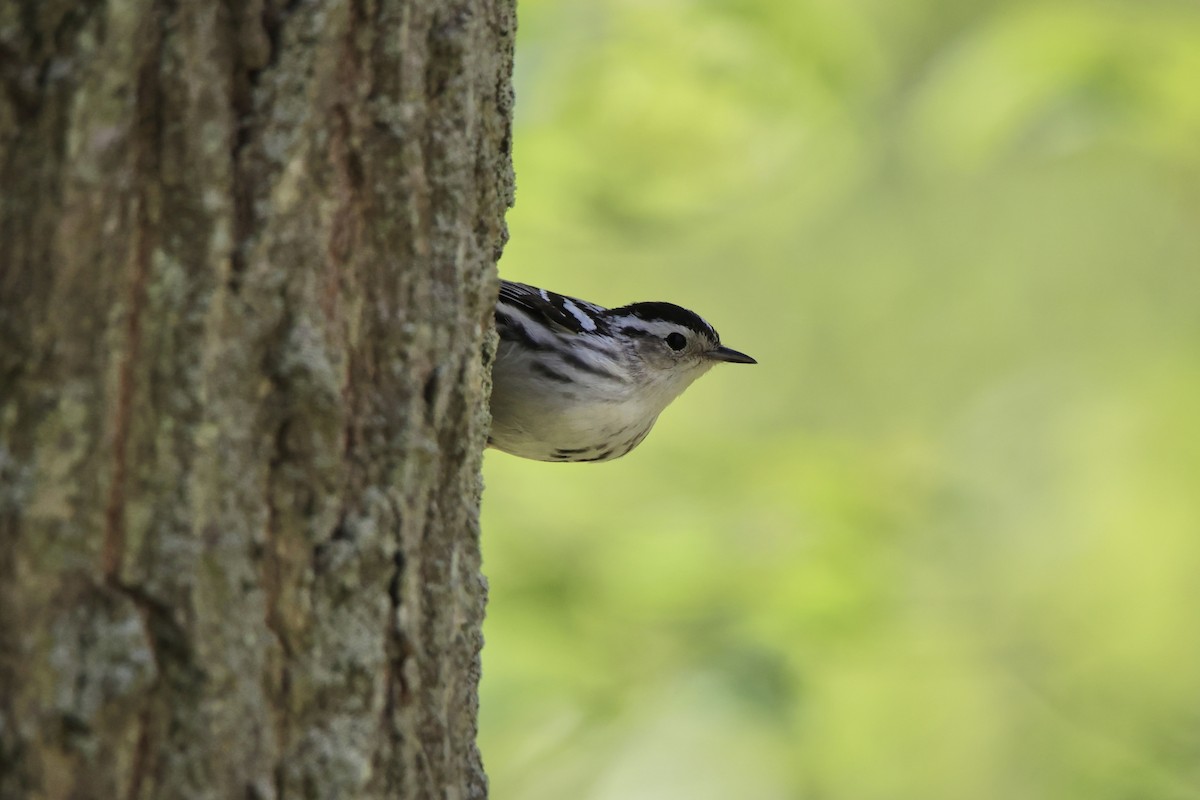 Black-and-white Warbler - ML619063801