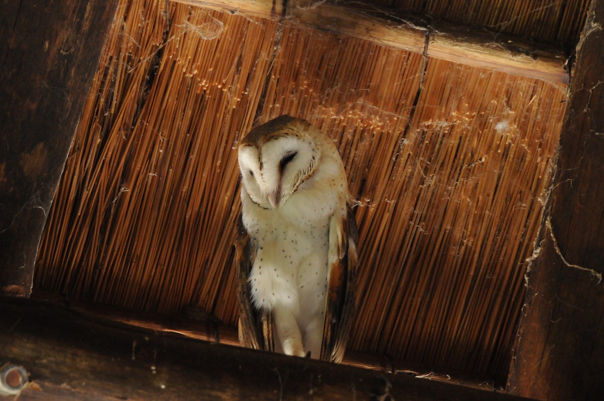Barn Owl (African) - ML619063832