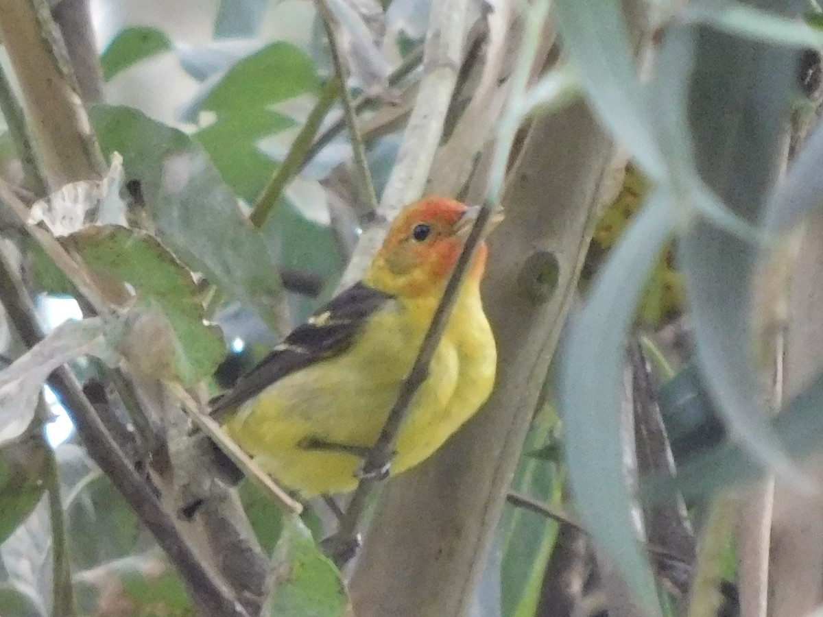 Western Tanager - ML619063835
