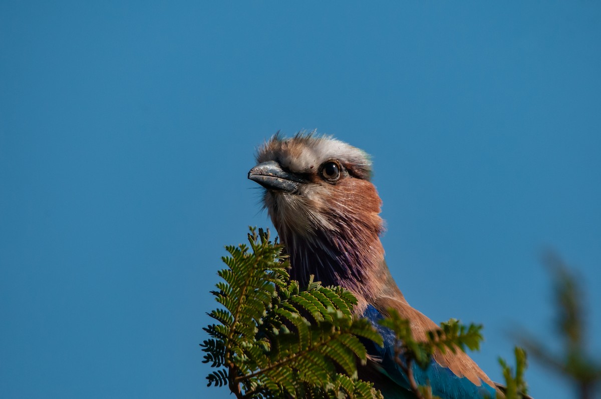 Lilac-breasted Roller - ML619063859