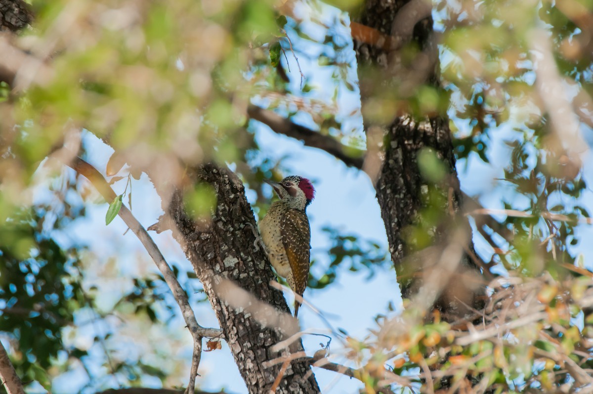 Bennett's Woodpecker - ML619063867