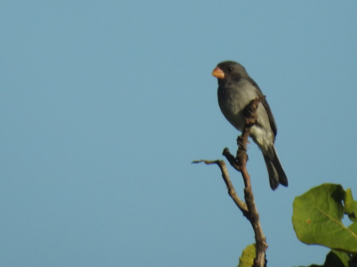 Gray Seedeater - ML619063924