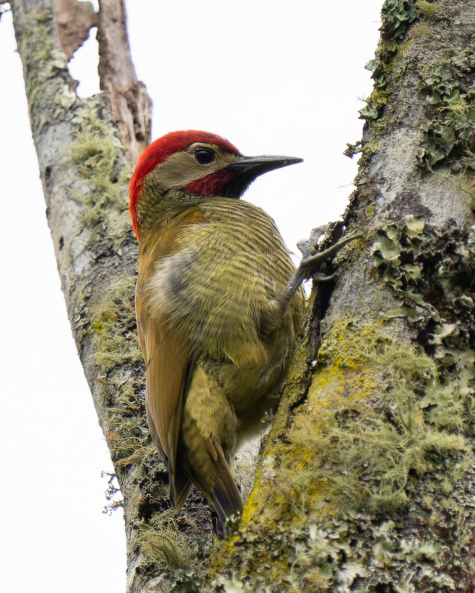 Golden-olive Woodpecker - ML619063932