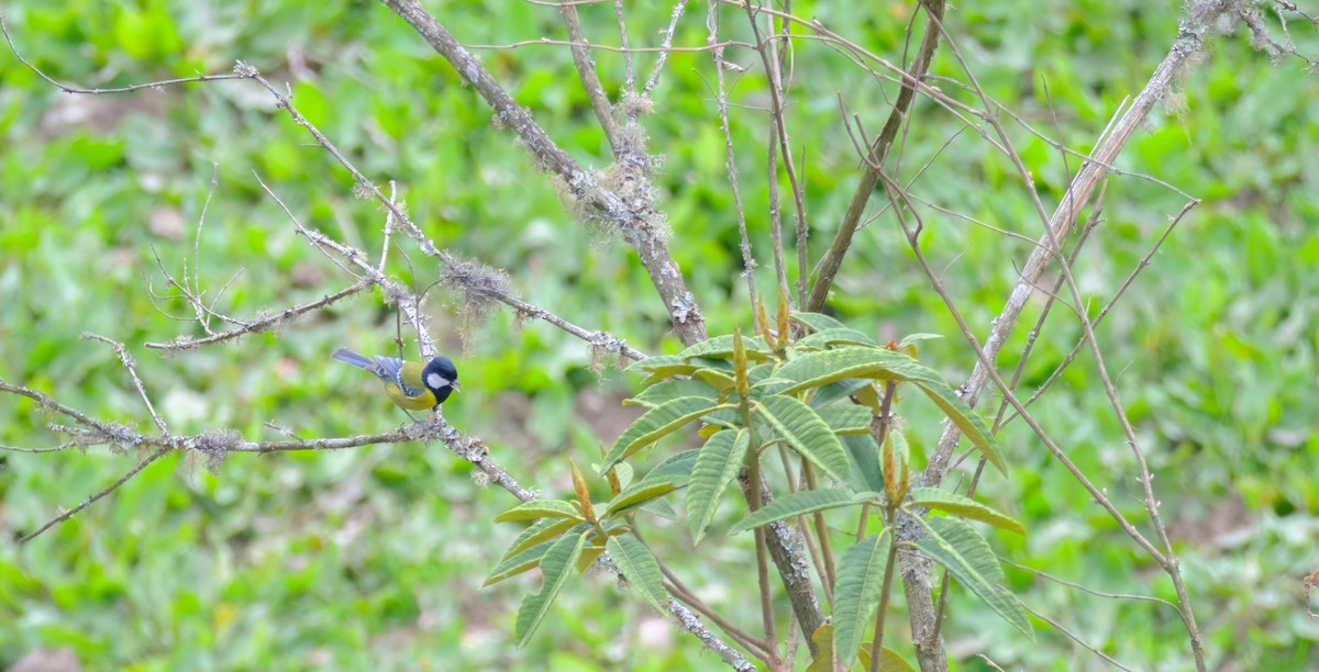 Green-backed Tit - ML619063958