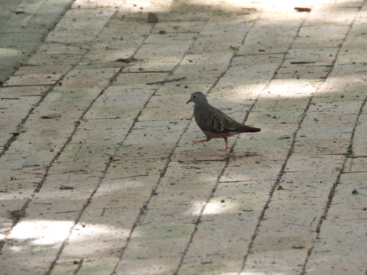 Ruddy Ground Dove - ML619063978