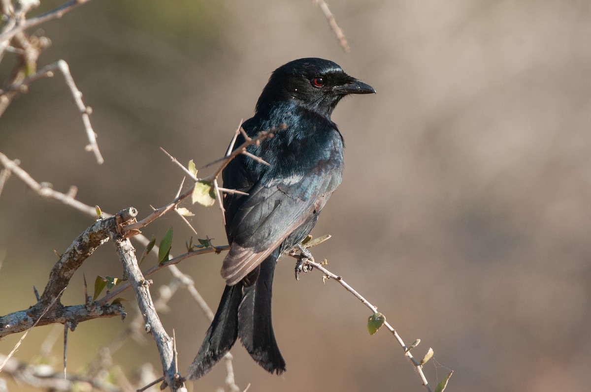 Fork-tailed Drongo - ML619063985