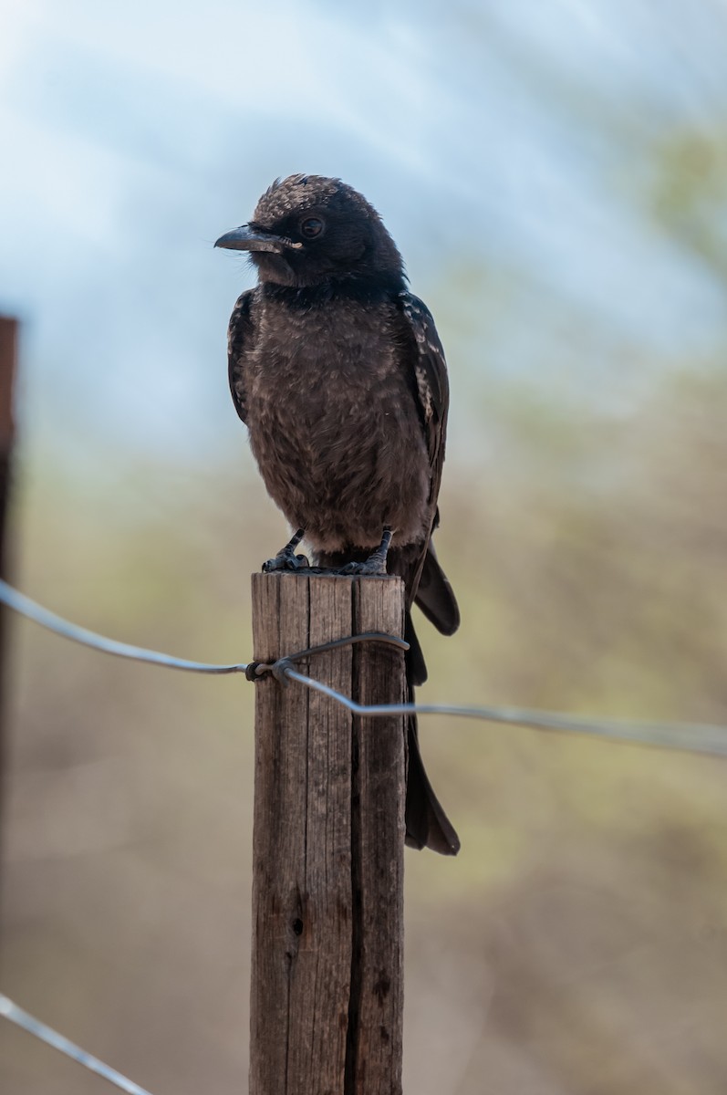 Fork-tailed Drongo - ML619063991
