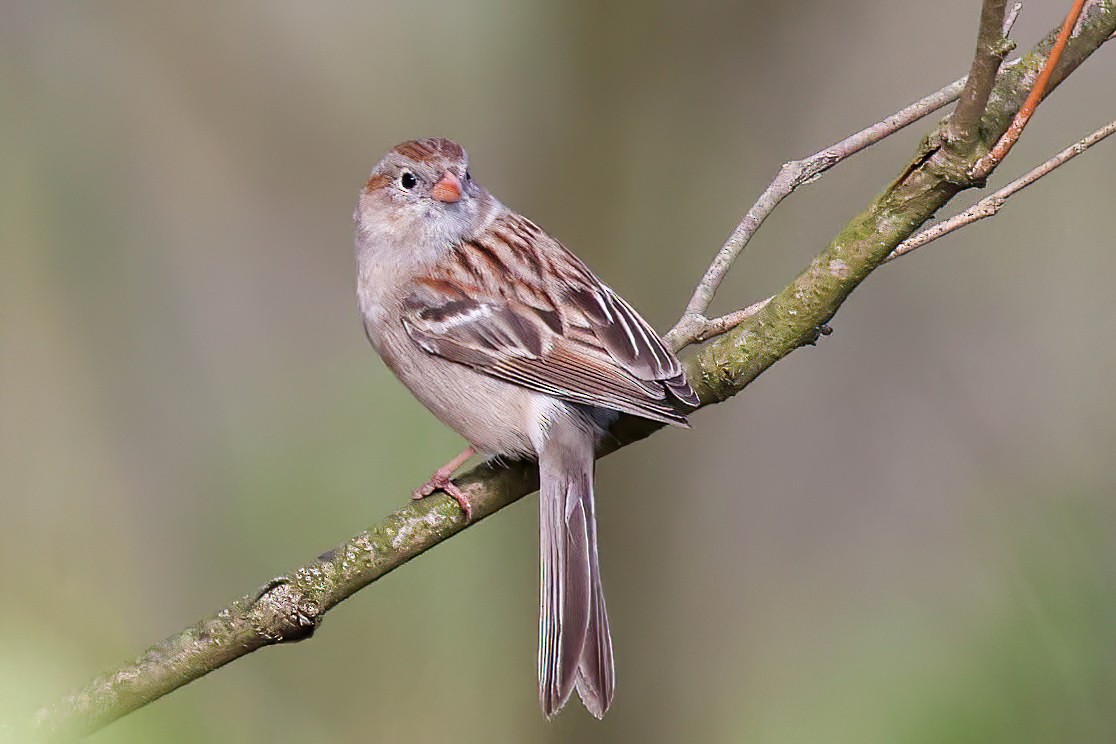 Field Sparrow - ML619063996