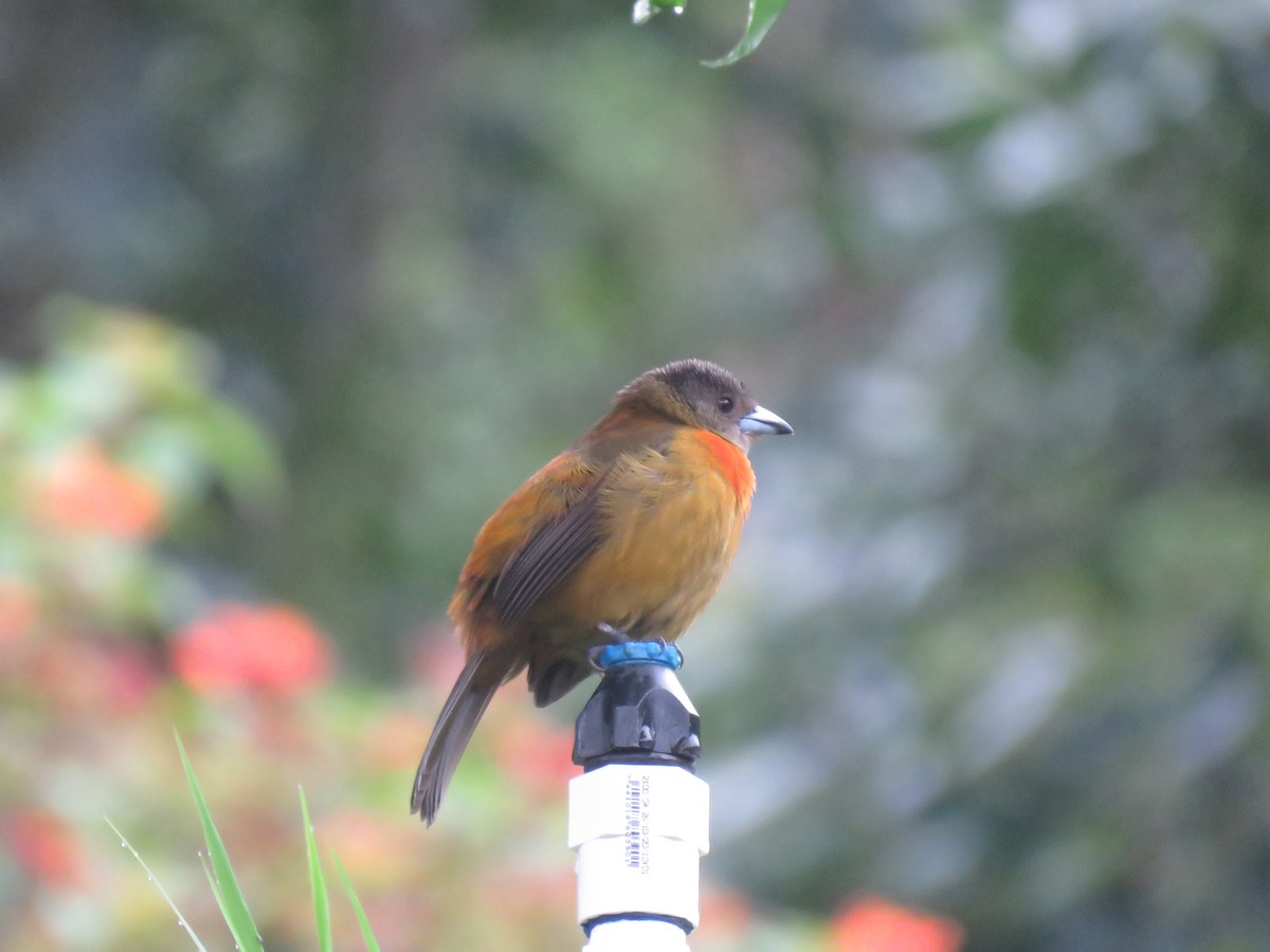 Scarlet-rumped Tanager - ML619064006