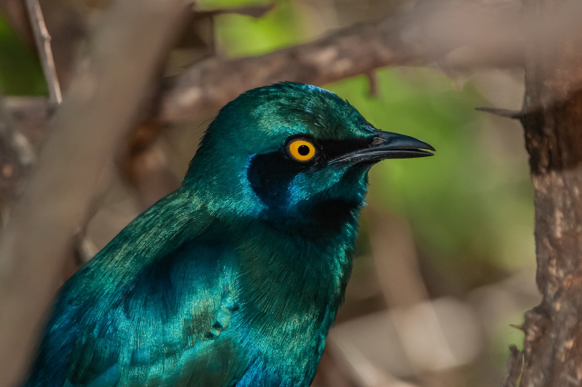 Greater Blue-eared Starling - ML619064028