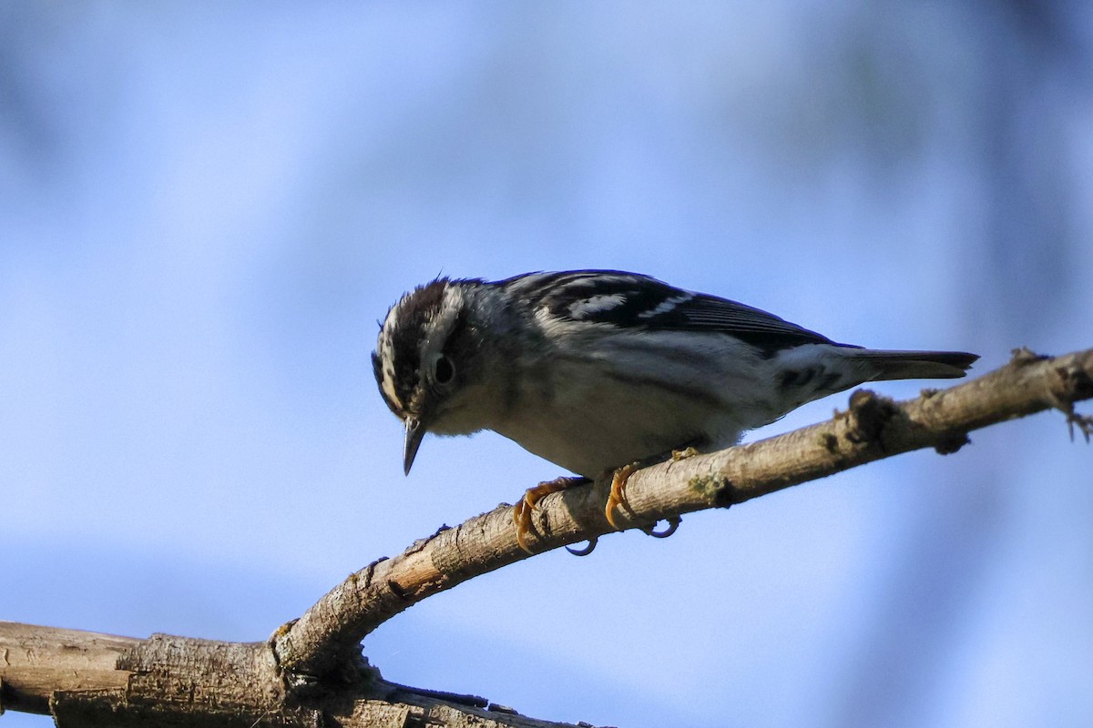 Black-and-white Warbler - ML619064111