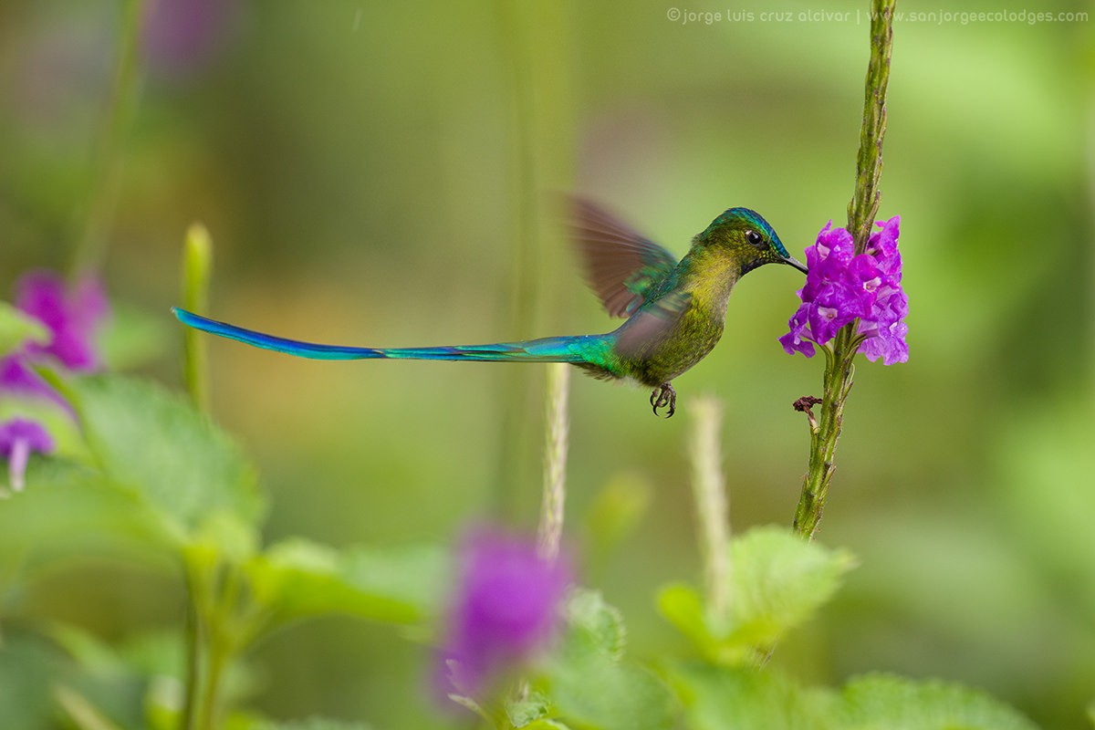 Long-tailed Sylph - ML619064119