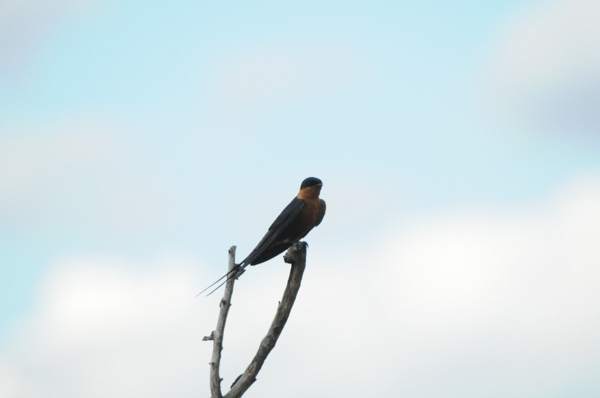 Rufous-chested Swallow - ML619064130