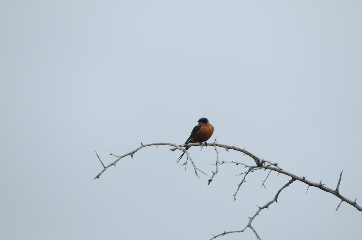 Rufous-chested Swallow - ML619064131