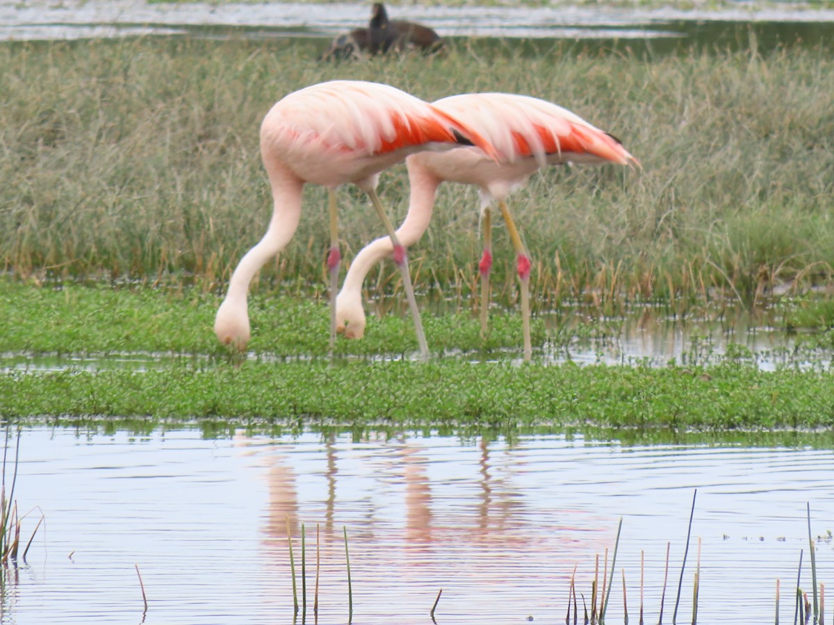 Chilean Flamingo - ML619064168