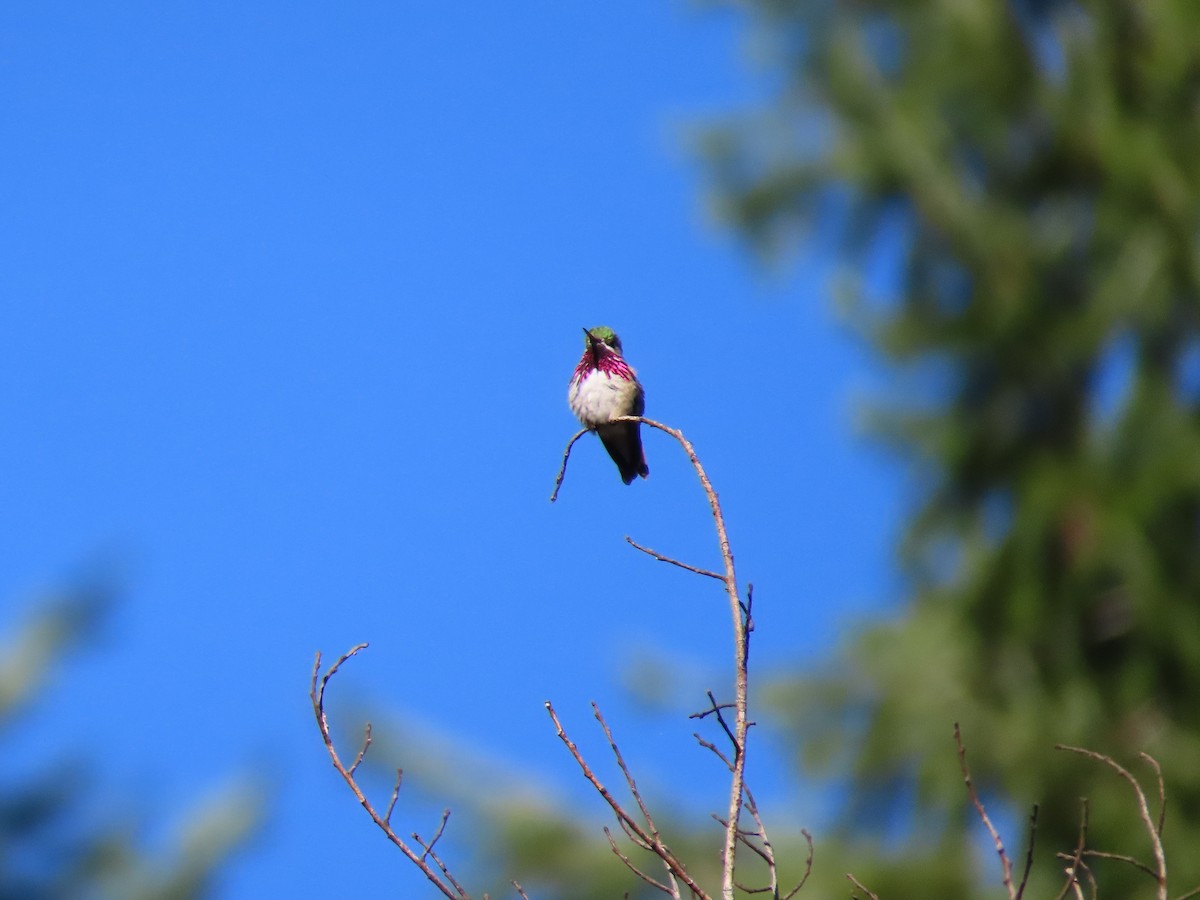Calliope Hummingbird - ML619064169