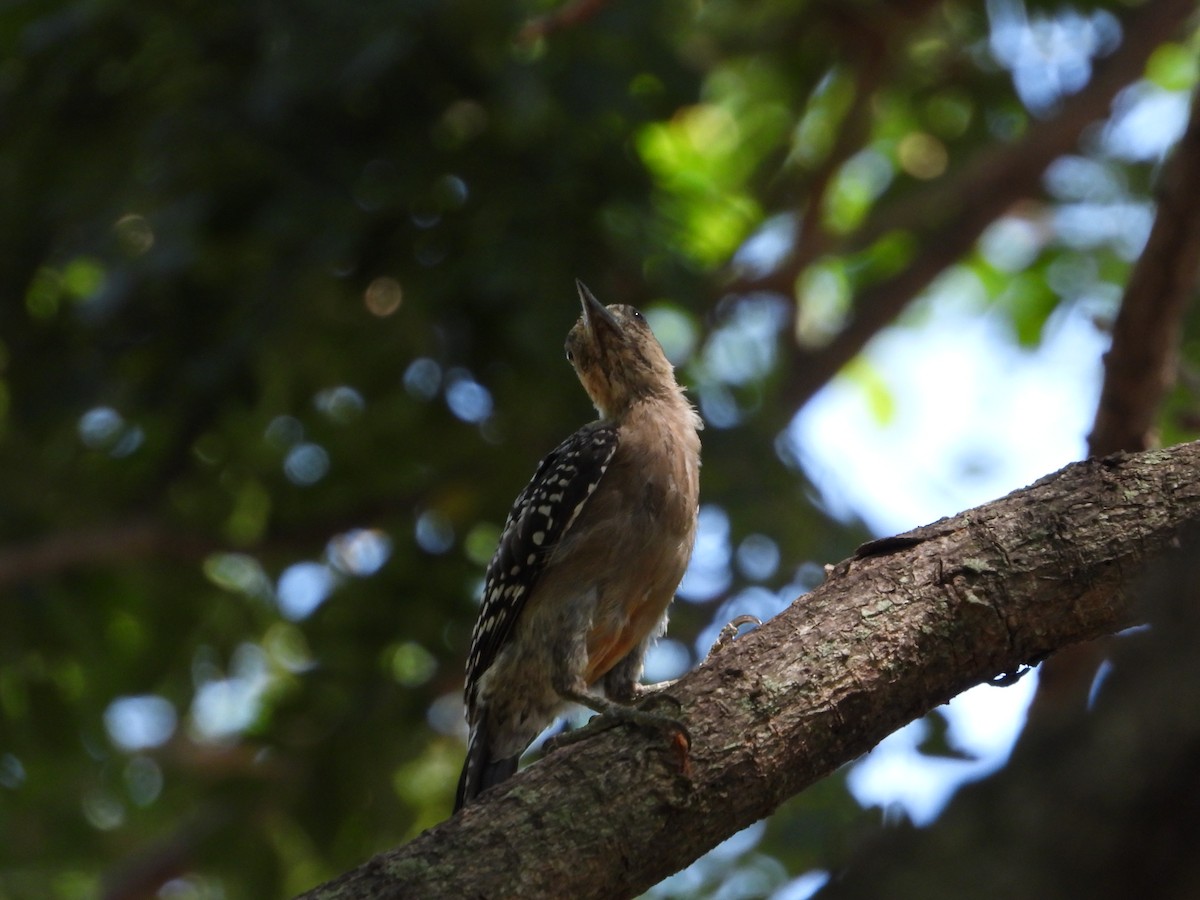 Red-crowned Woodpecker - ML619064170