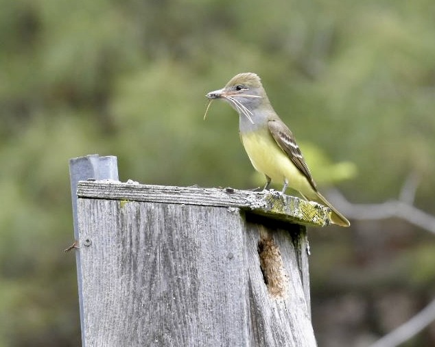Great Crested Flycatcher - ML619064187