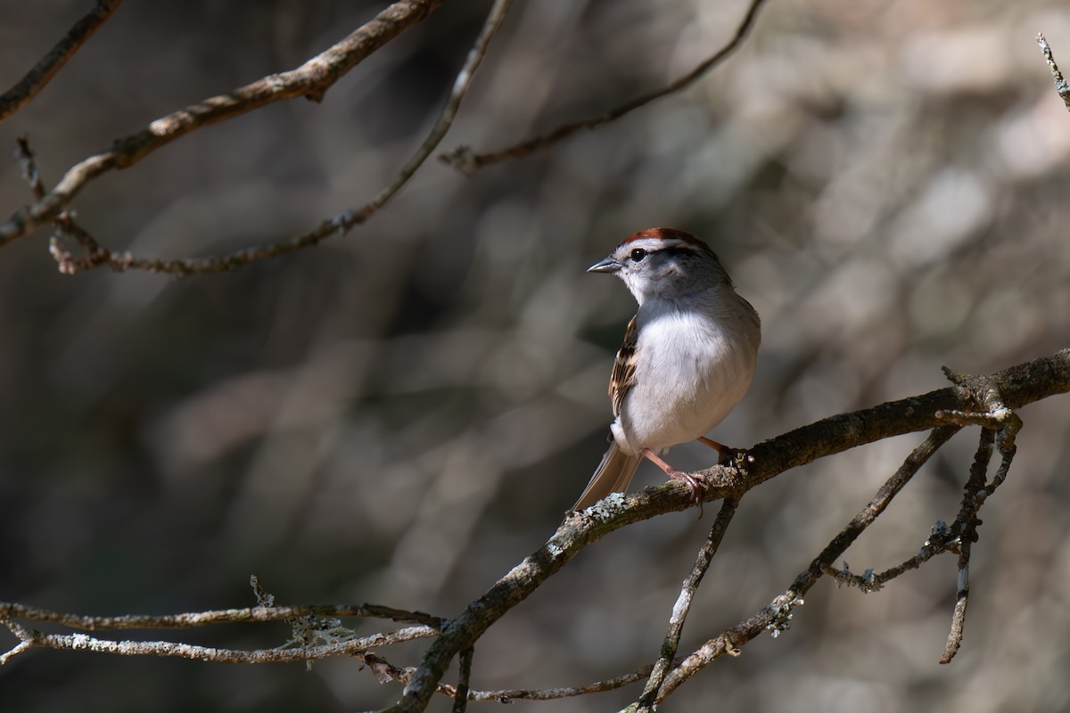 Chipping Sparrow - ML619064218