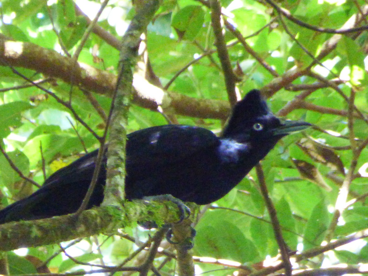 Amazonian Umbrellabird - ML619064266