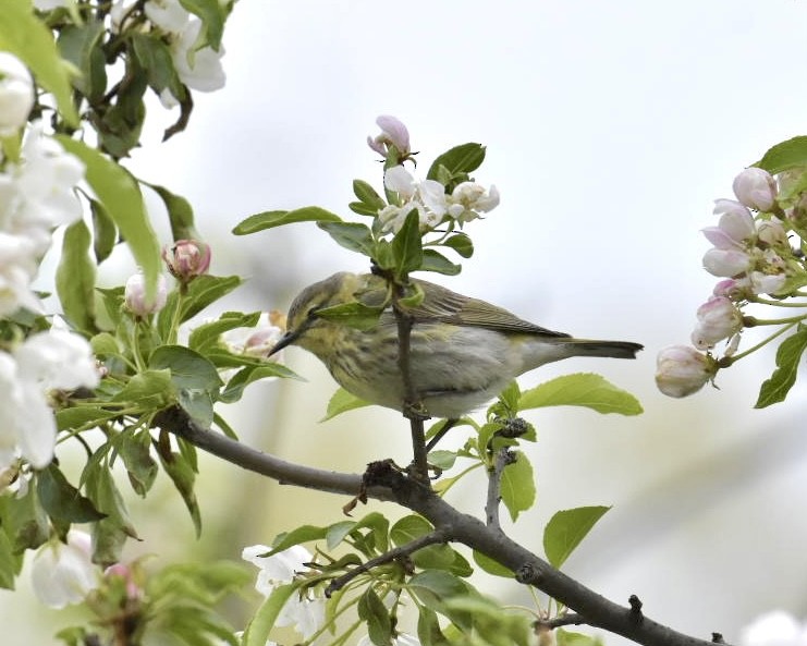 Cape May Warbler - ML619064299