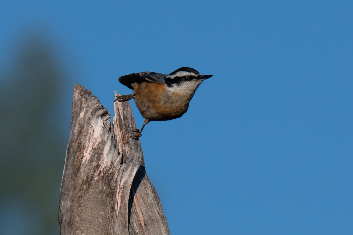 Red-breasted Nuthatch - ML619064317