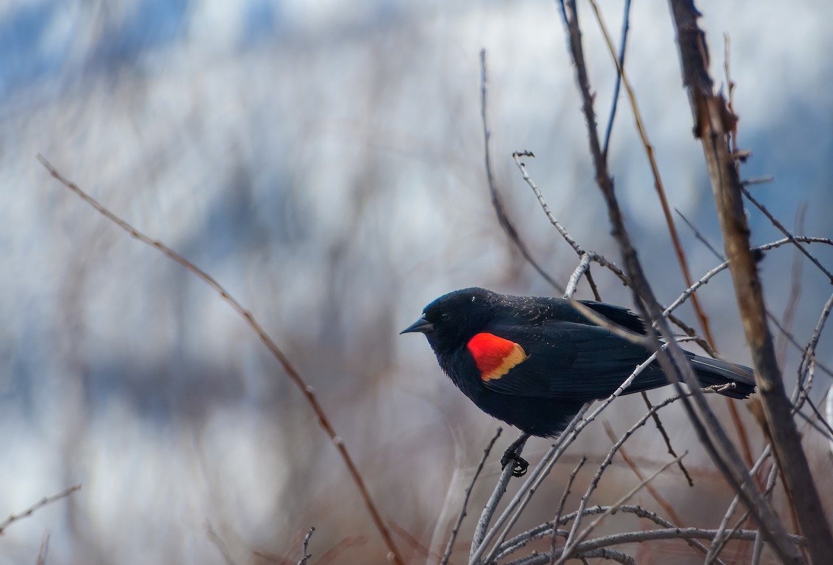 Red-winged Blackbird - ML619064358