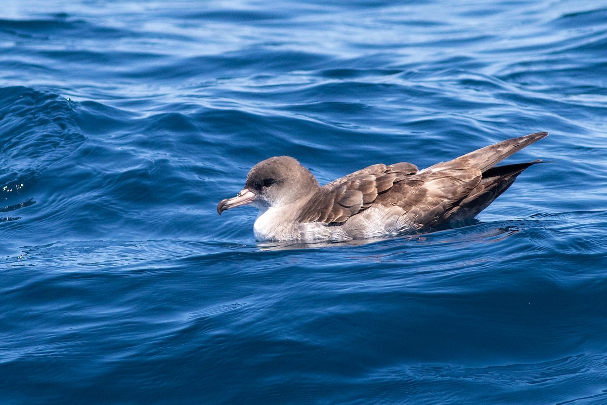 Pink-footed Shearwater - ML619064385