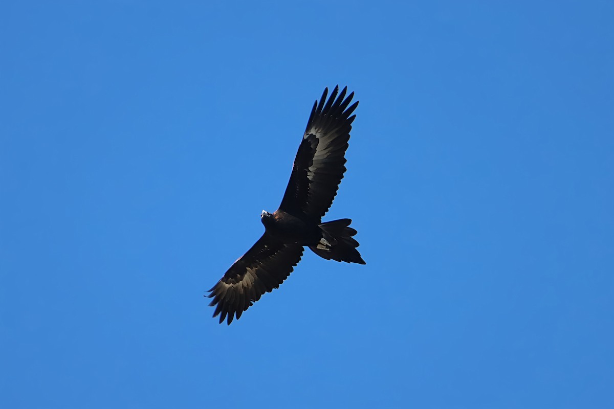 Wedge-tailed Eagle - ML619064426