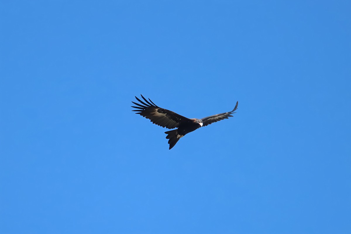 Wedge-tailed Eagle - ML619064427