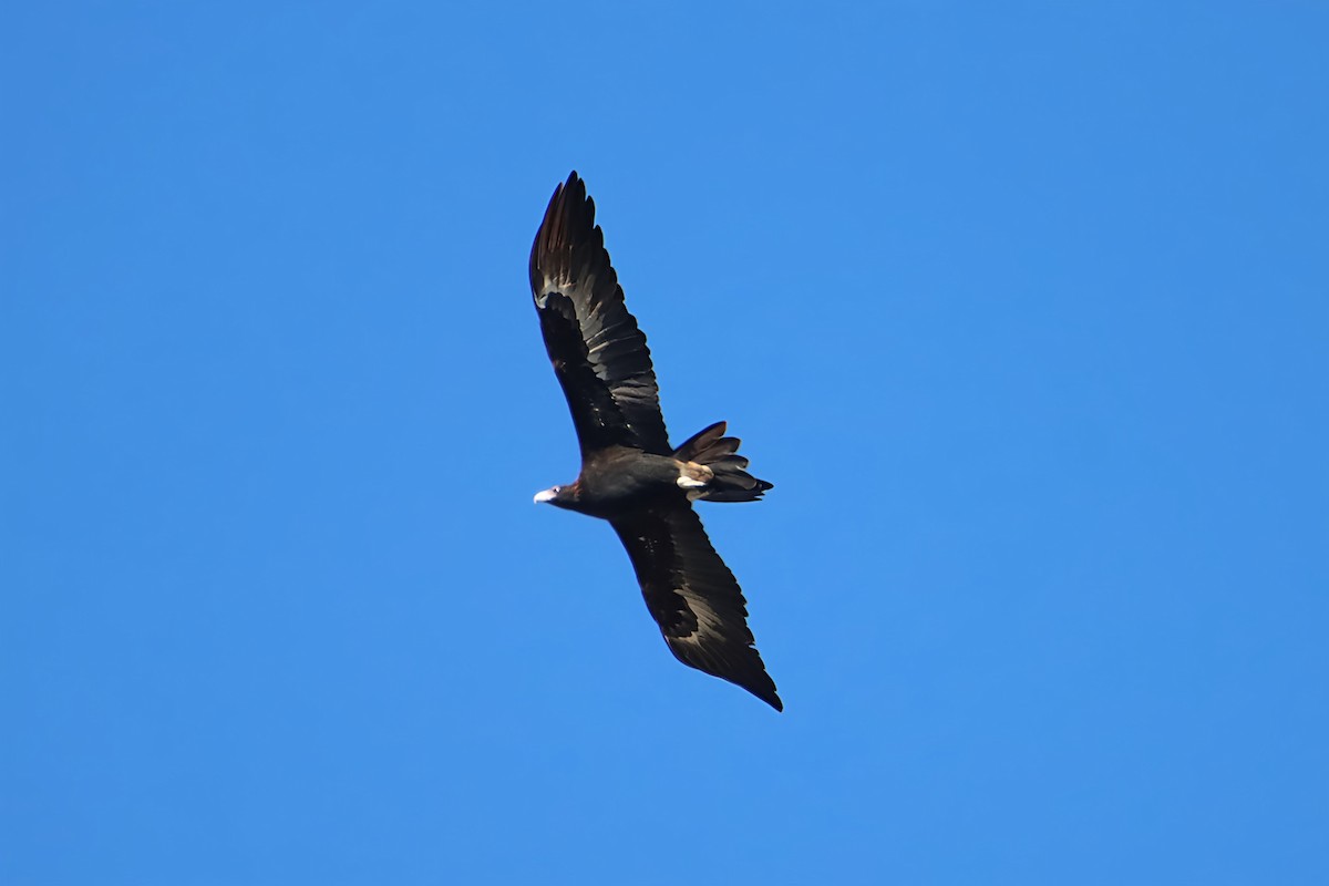 Wedge-tailed Eagle - ML619064428