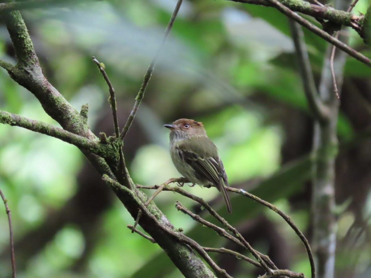 Scale-crested Pygmy-Tyrant - ML619064431