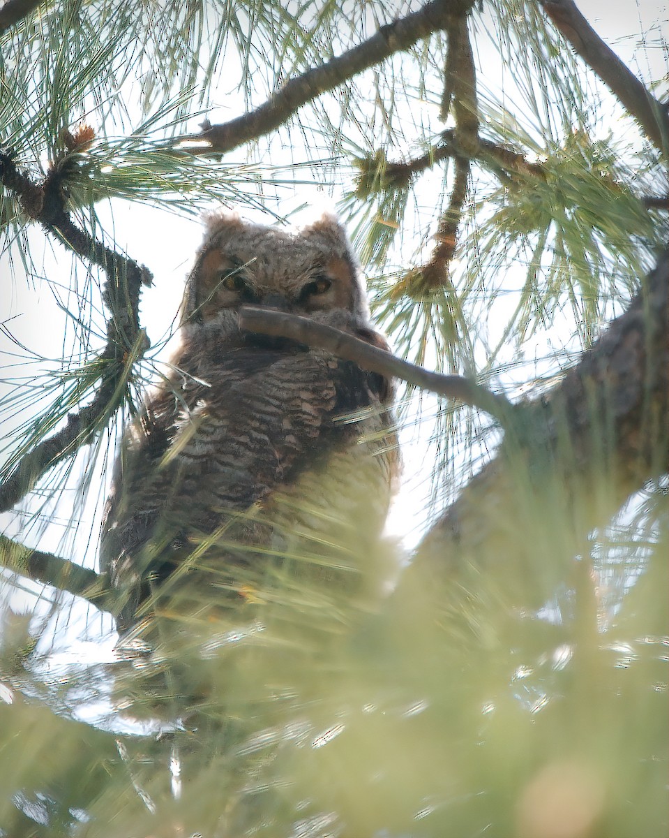 Great Horned Owl - ML619064504