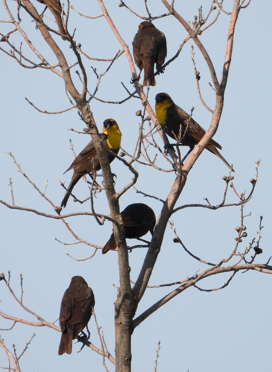 Yellow-headed Blackbird - Xina Jones