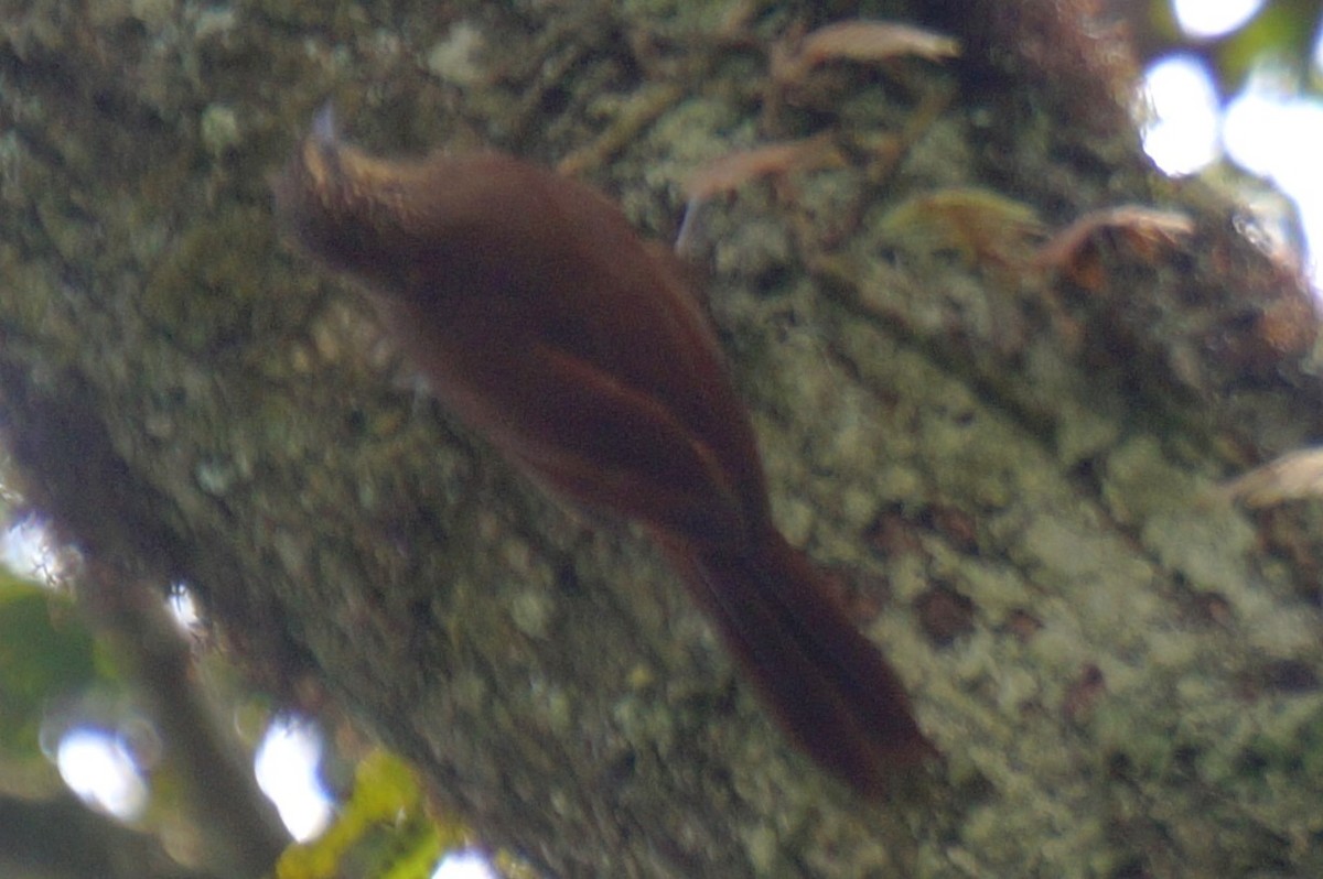 Strong-billed Woodcreeper - ML619064568