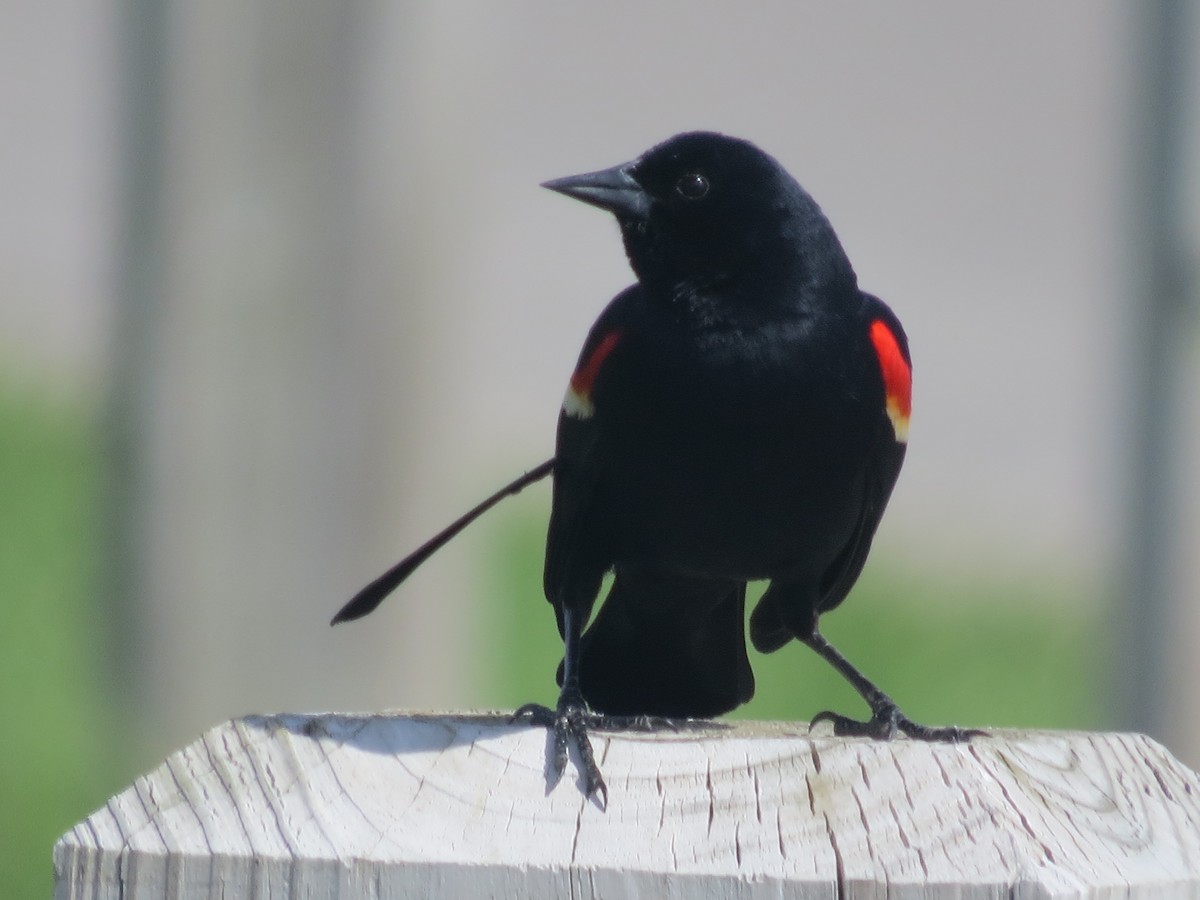 Red-winged Blackbird - ML619064591