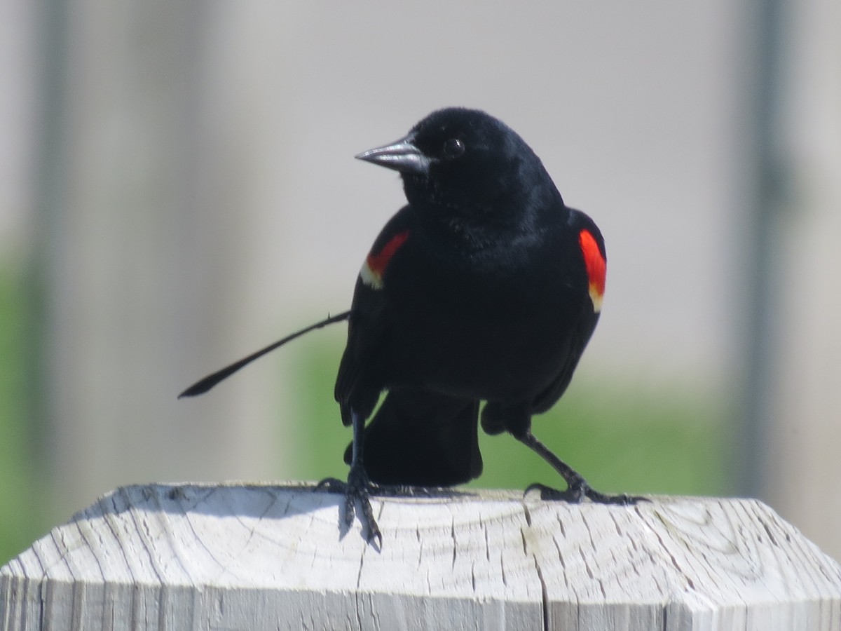 Red-winged Blackbird - ML619064593