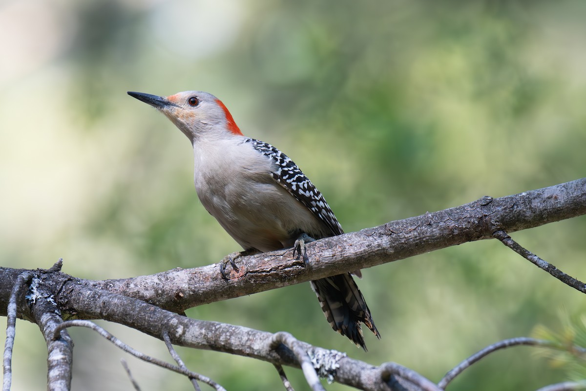Red-bellied Woodpecker - ML619064607