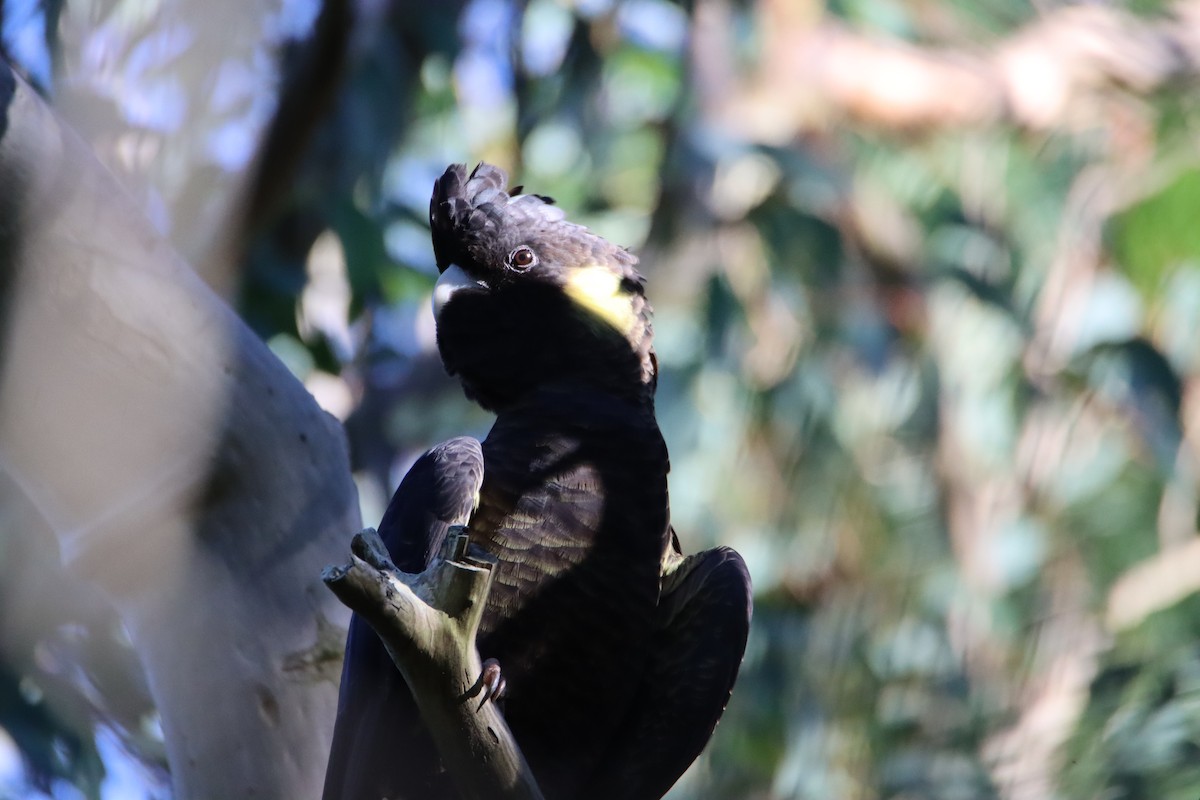 Yellow-tailed Black-Cockatoo - Gary Jackson