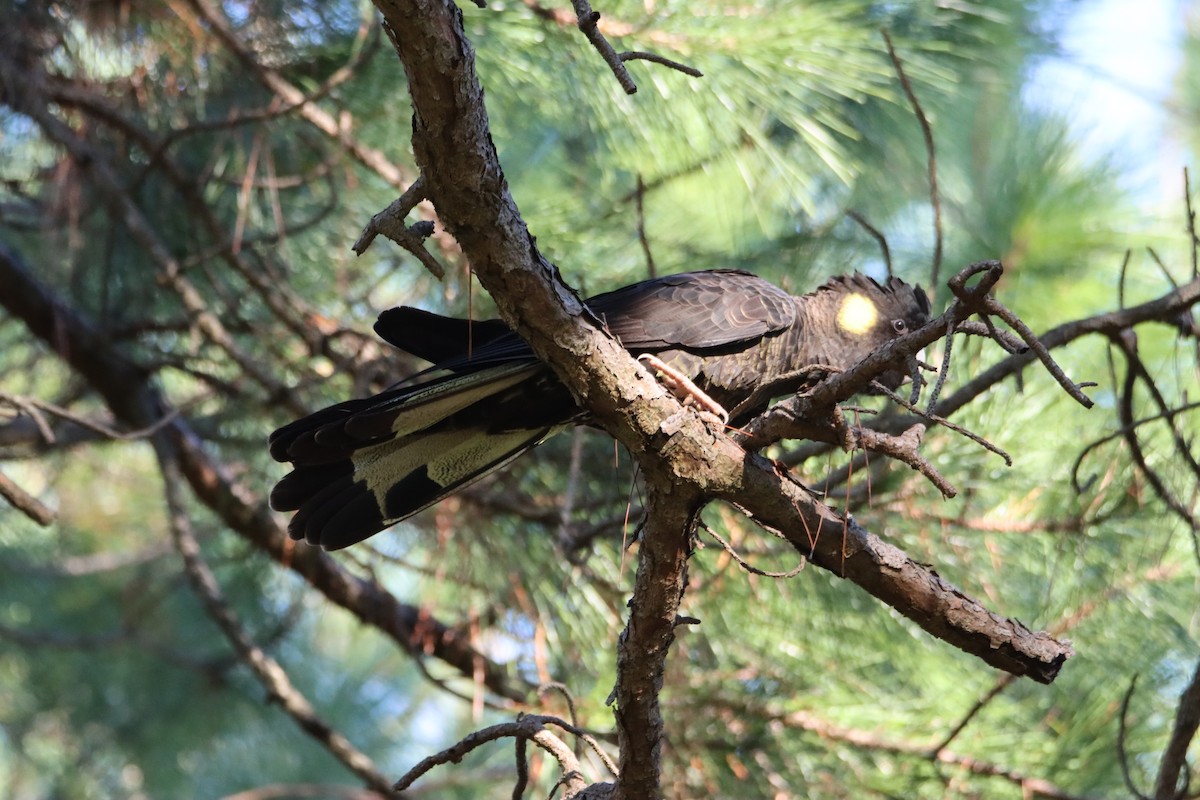Yellow-tailed Black-Cockatoo - ML619064629
